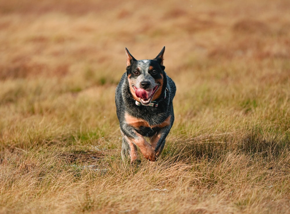 a dog running through a grassy field with its mouth open