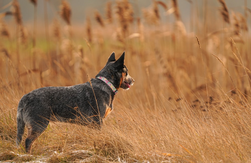 Ein Hund steht auf einem Feld mit hohem Gras