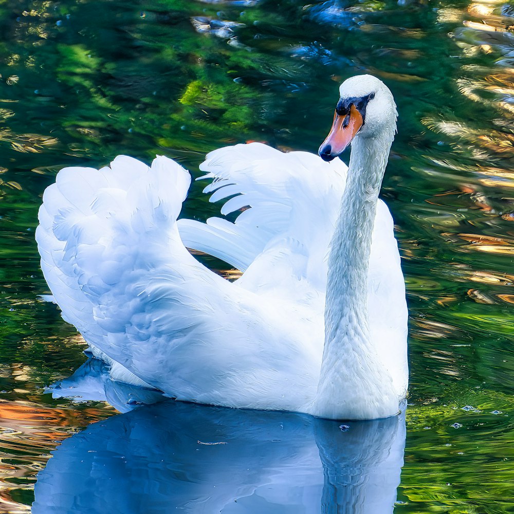 a white swan floating on top of a body of water