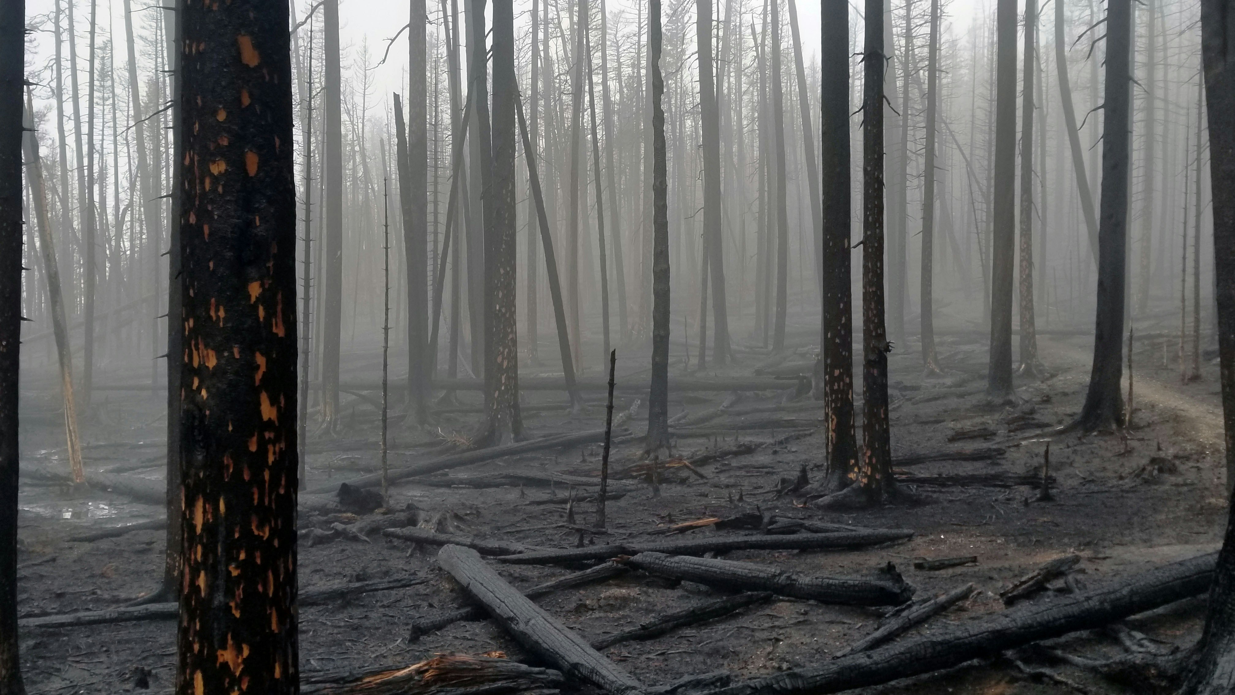 Ghost Stories: Echoes from the Ashes of California Fires