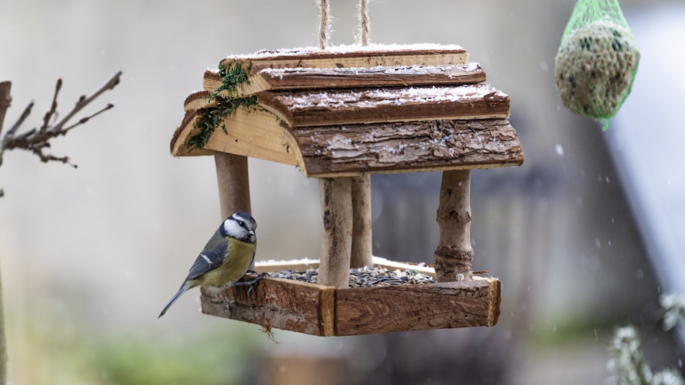 a bird is eating from a bird feeder