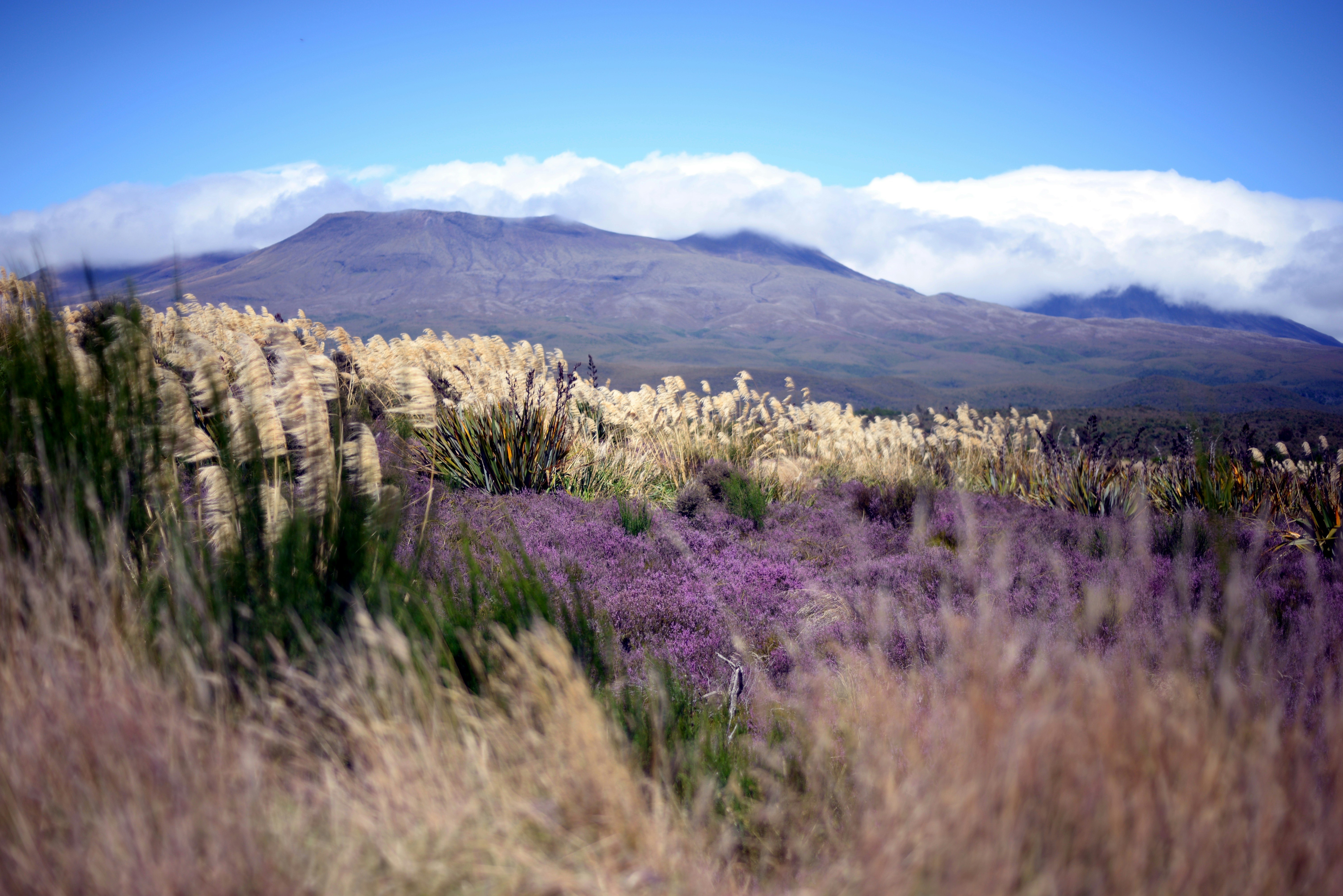 a field with purple flowers and a mountain in the background