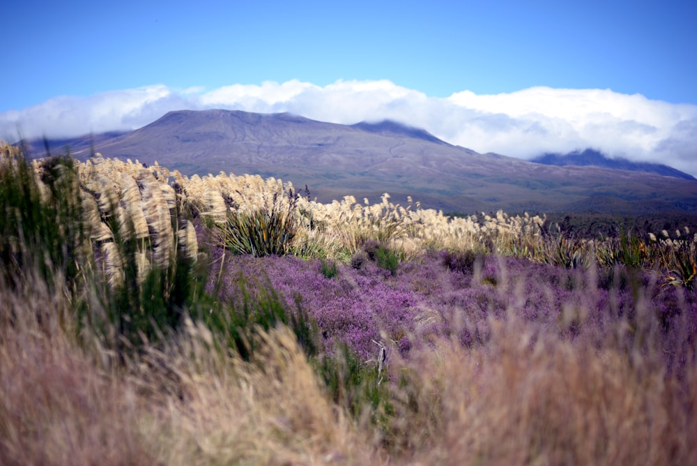 a field with purple flowers and a mountain in the background