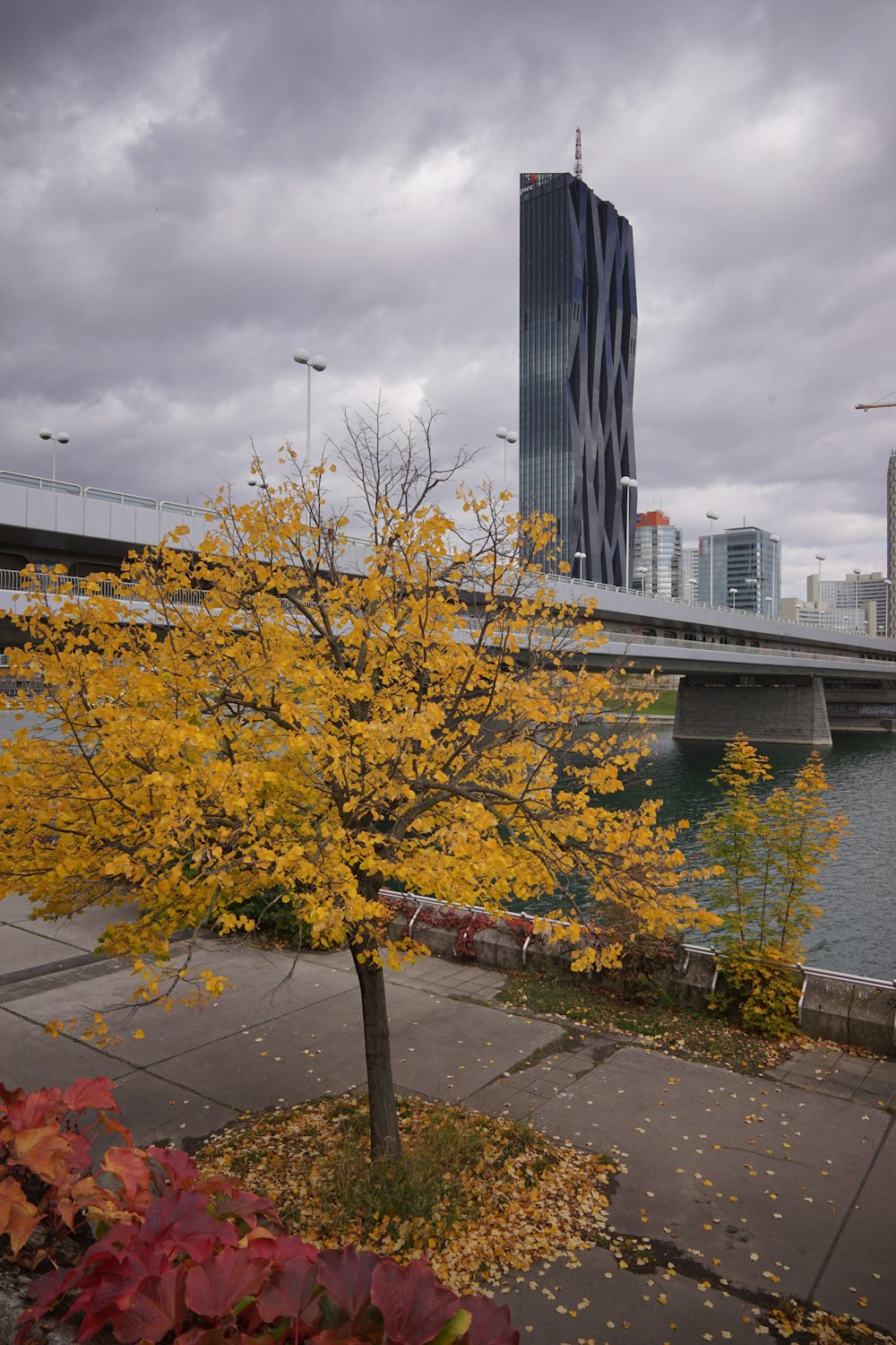 a tree with yellow leaves in front of a bridge