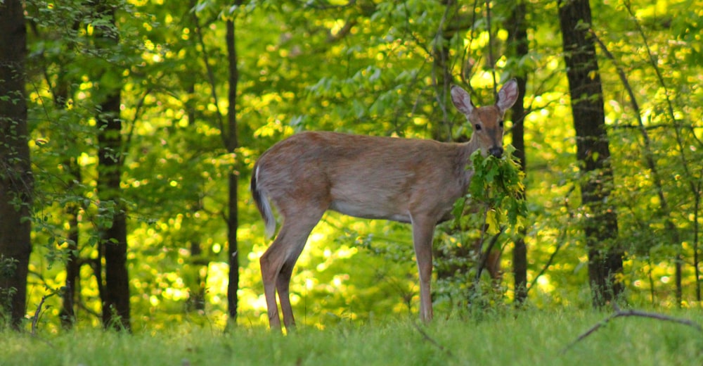 a deer standing in the middle of a forest