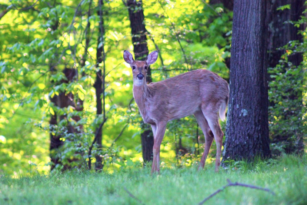 a deer standing in the middle of a forest