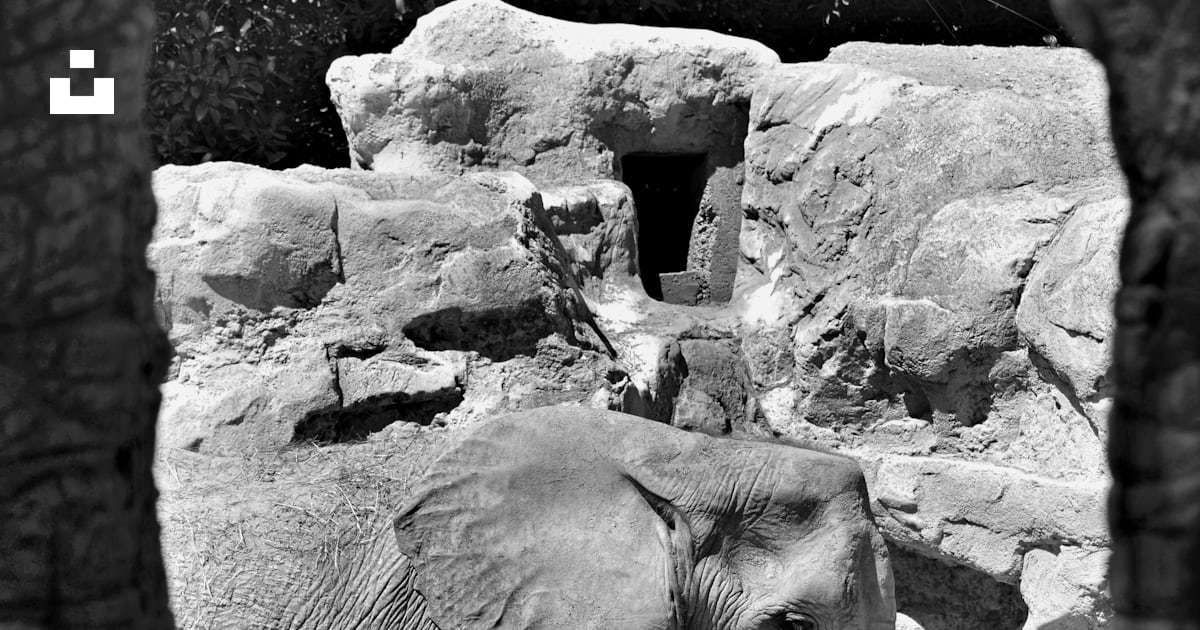 A large elephant standing next to a stone wall photo – Free Elephants