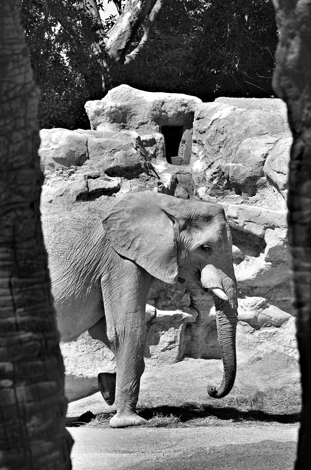 a large elephant standing next to a stone wall