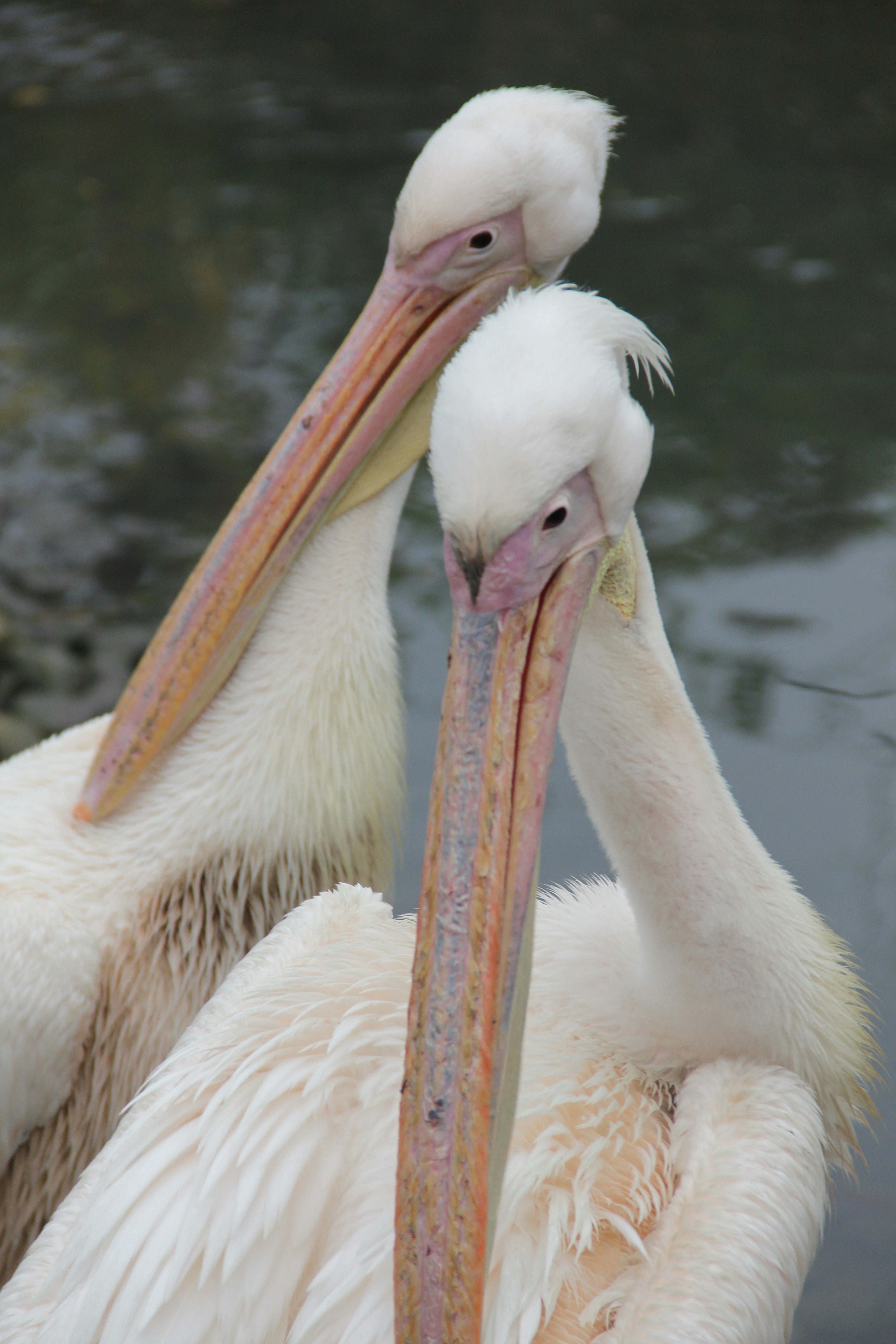 Photo by ezekiel_see