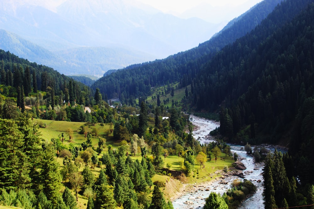 a river running through a lush green forest