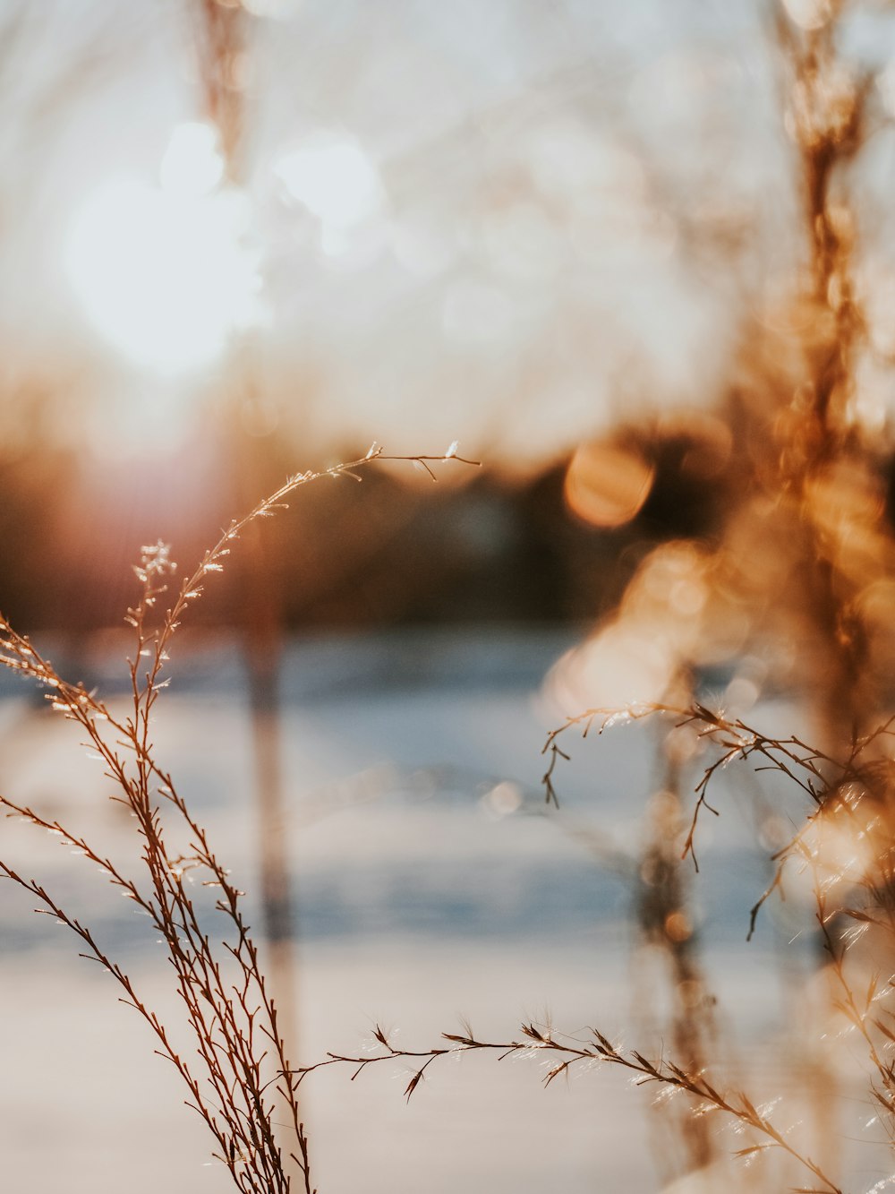 a close up of a plant with the sun in the background