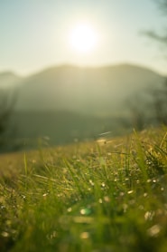 a grassy field with the sun in the background