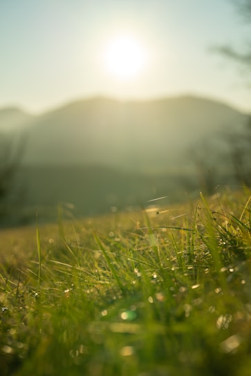 a grassy field with the sun in the background