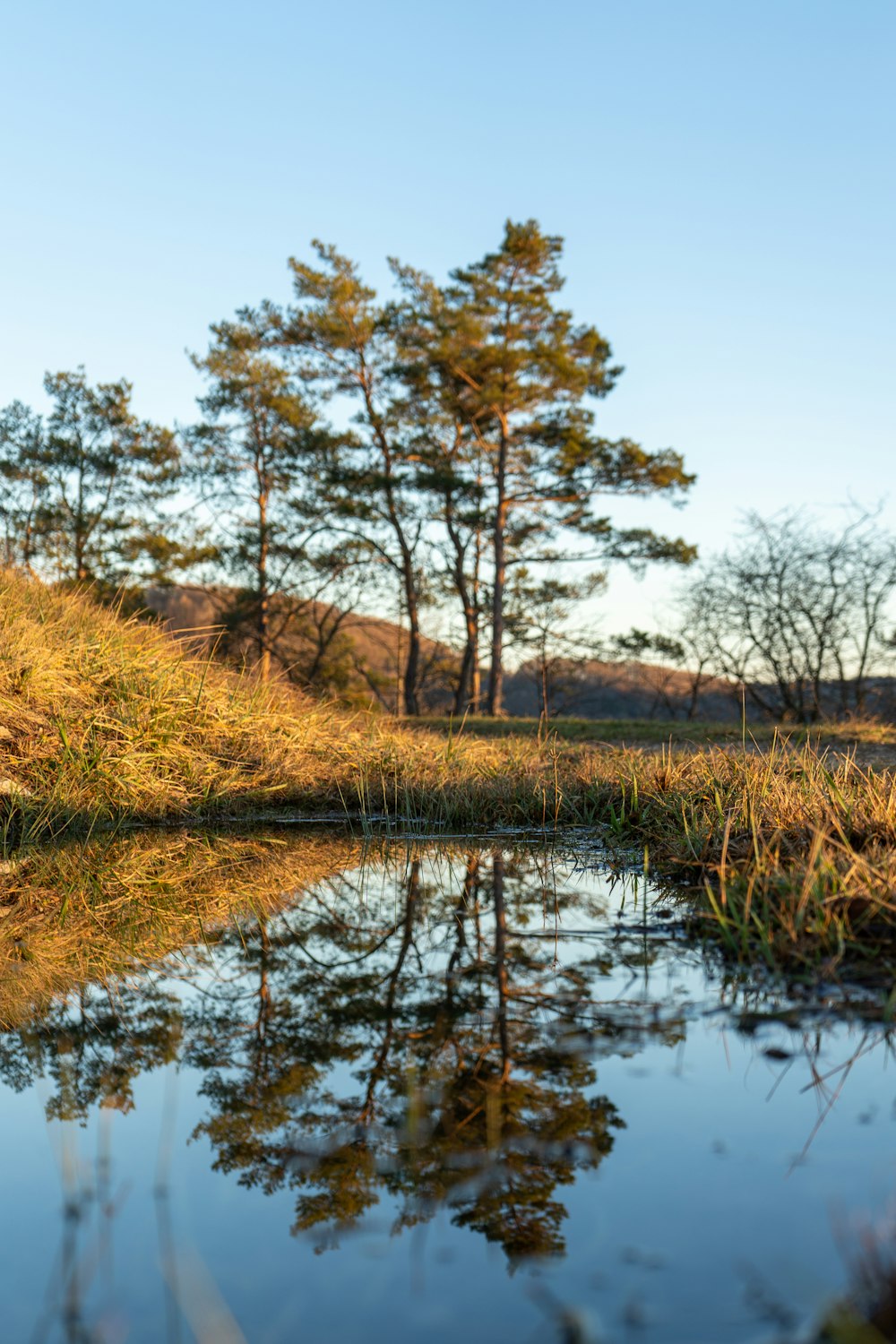 a body of water with trees in the background