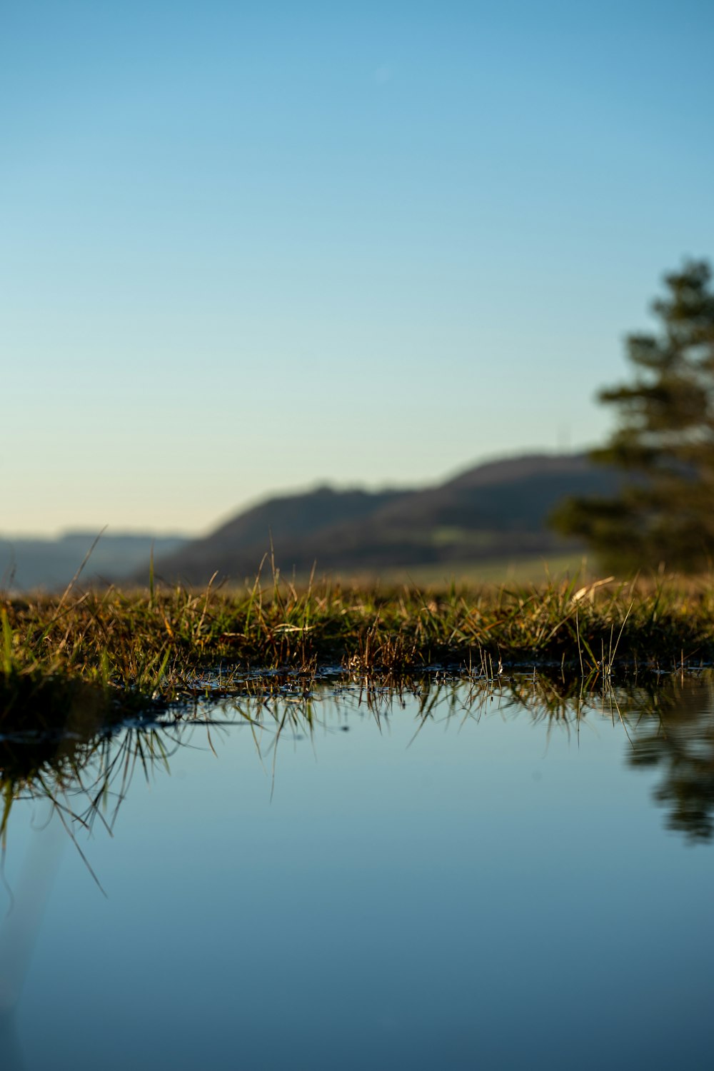 a small puddle of water in a grassy field