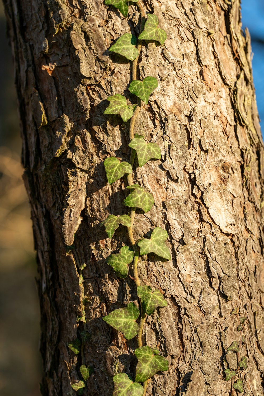 a tree trunk with green leaves growing on it