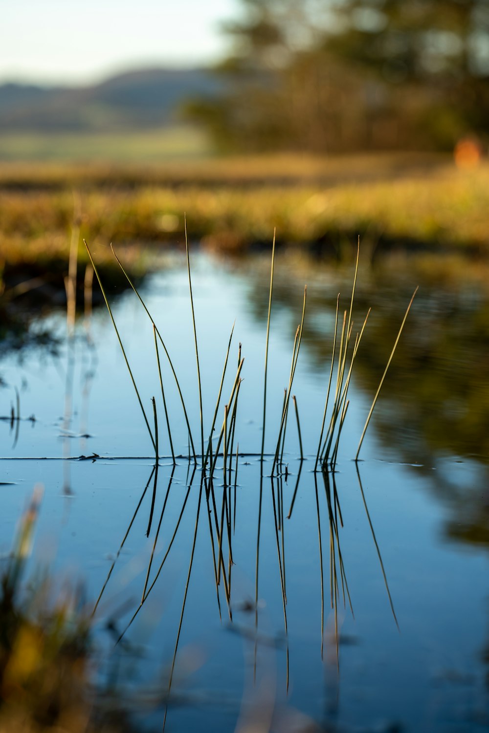 a small body of water surrounded by grass