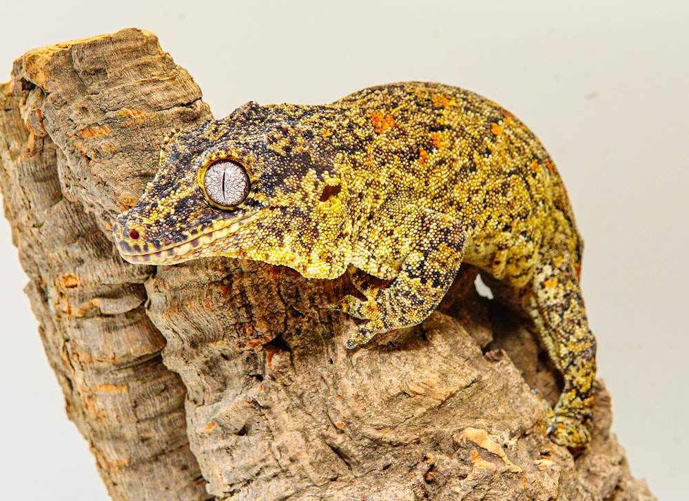a yellow and black gecko sitting on a piece of wood