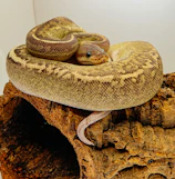 A sleek black and white ball python resting peacefully in a naturalistic enclosure.