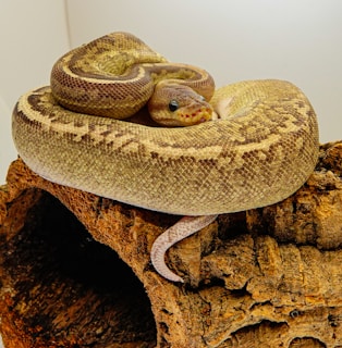 A coiled snake with a pattern of brown and beige scales resting on a textured piece of wood. The snake appears calm and relaxed in a brightly lit environment.