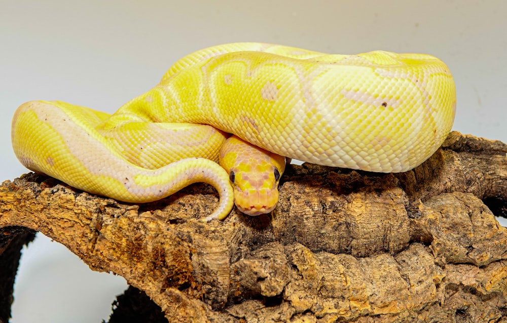 a yellow and white snake laying on top of a tree branch
