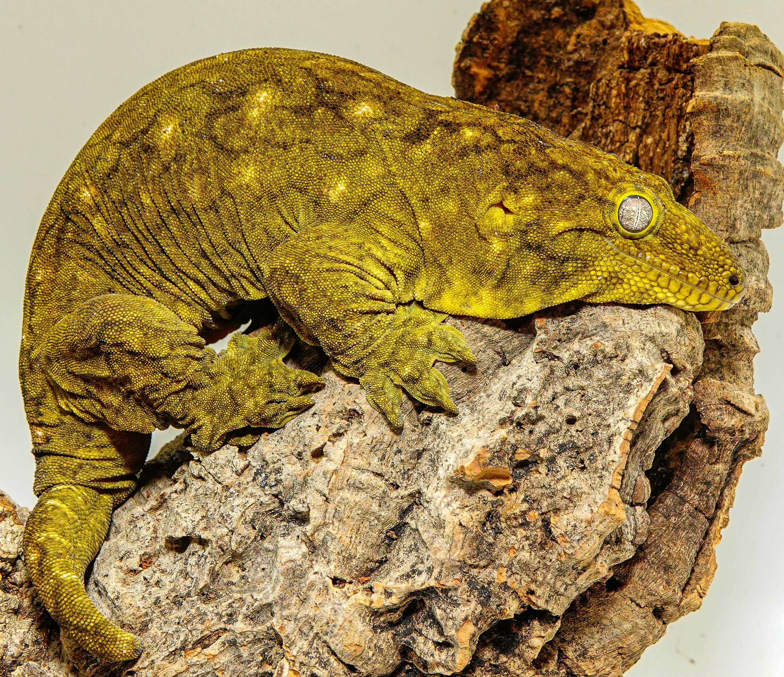 a yellow lizard sitting on top of a rock
