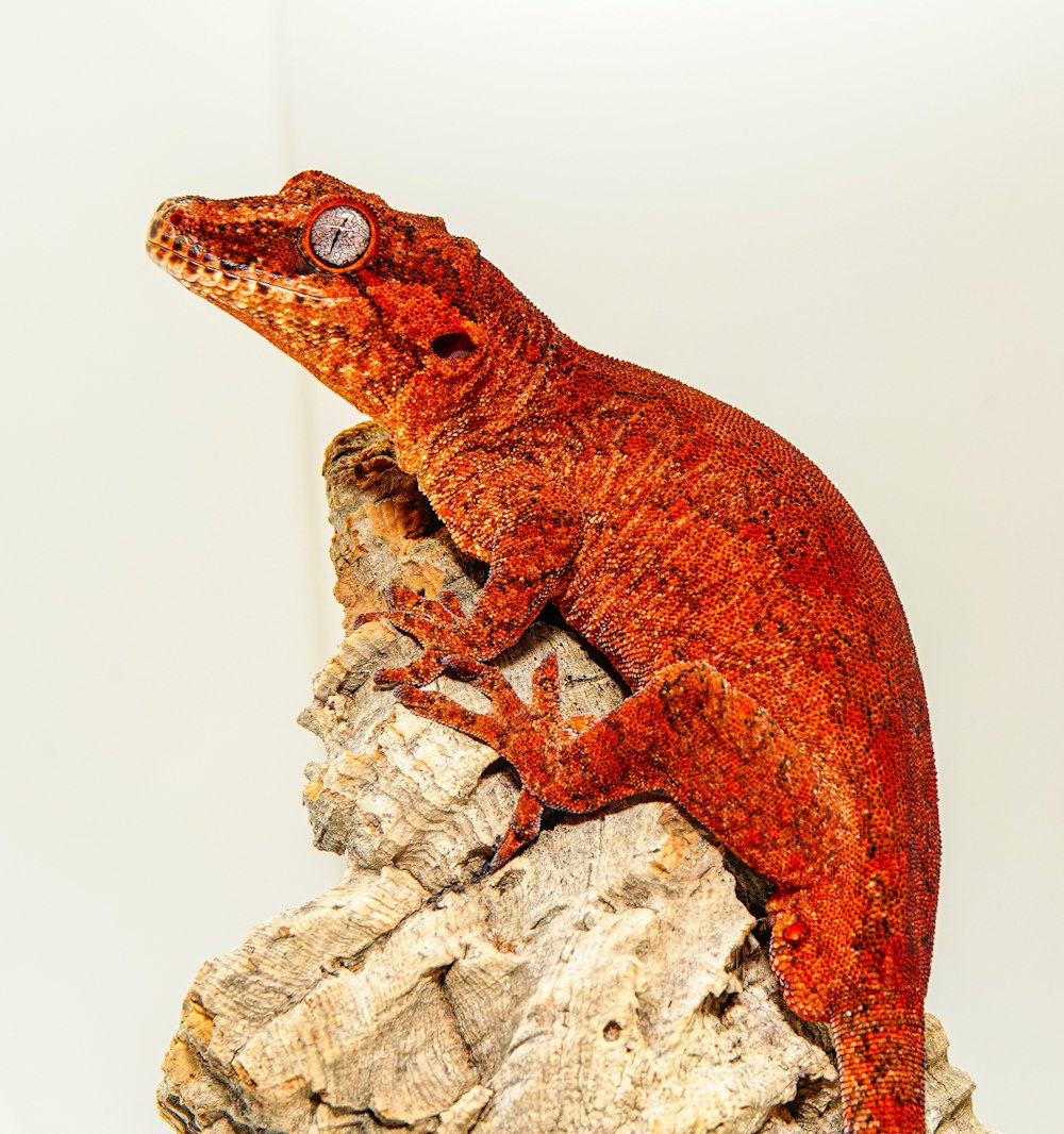 a red lizard sitting on top of a rock