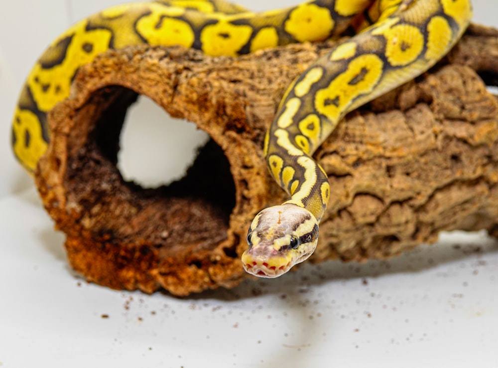 a yellow and black snake on a branch