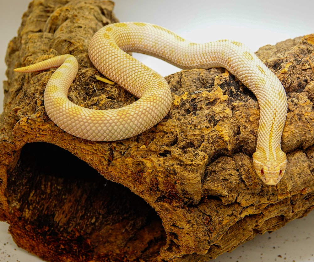 a yellow and white snake on a rock