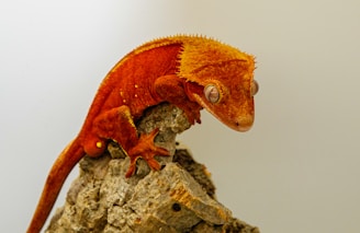 A vividly colored orange crested gecko perches on a piece of textured wood. The gecko's skin is textured and vibrant, with spiky ridges along its back and large, round eyes.
