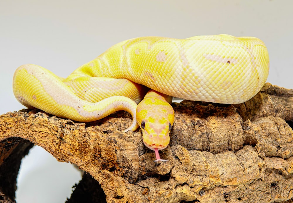 a yellow snake is sitting on a piece of wood