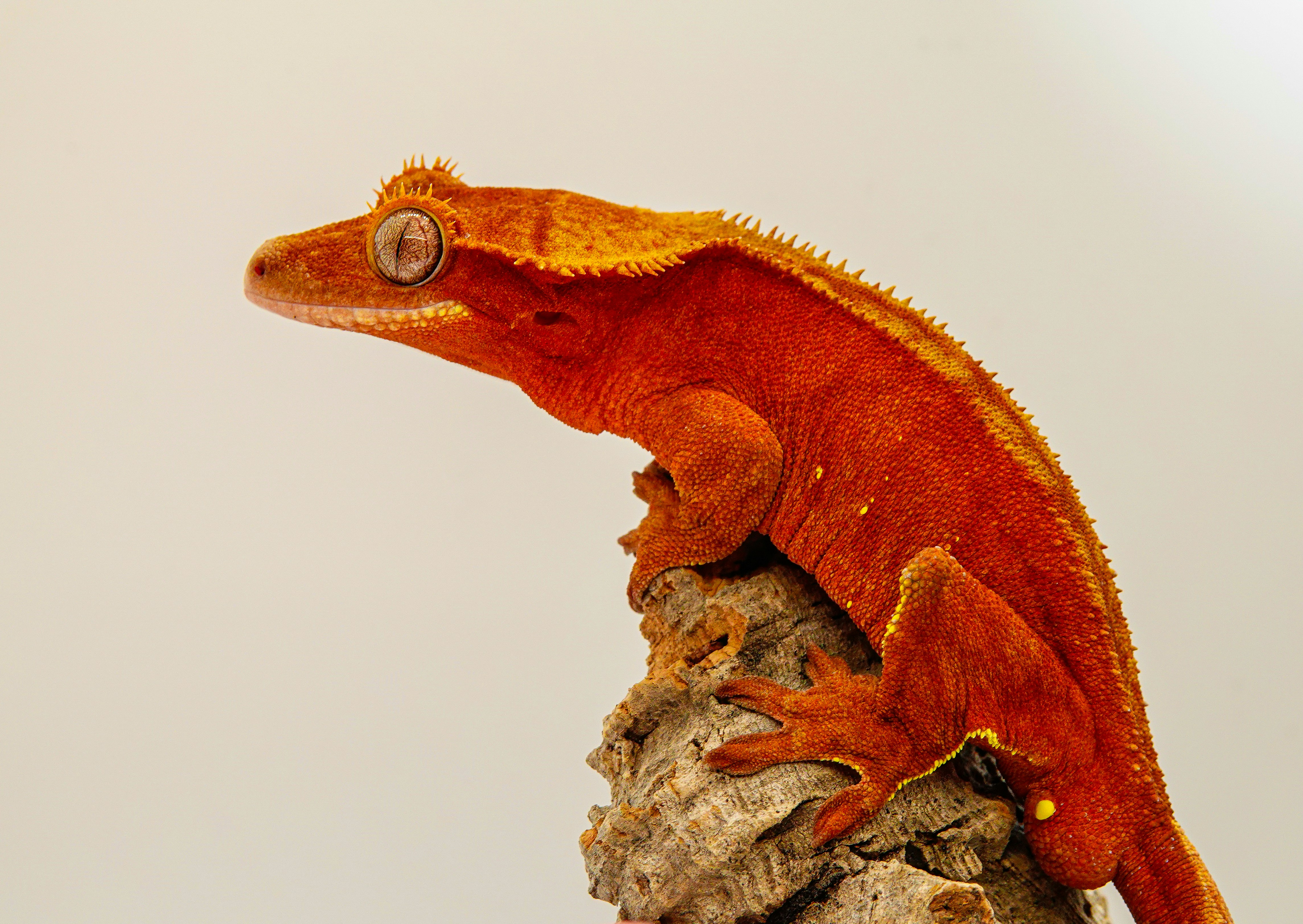 A red and orange lizard sitting on top of a rock photo – Free Brooklyn ...