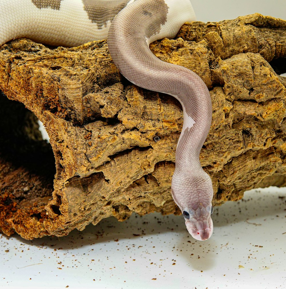 a snake is on top of a piece of wood