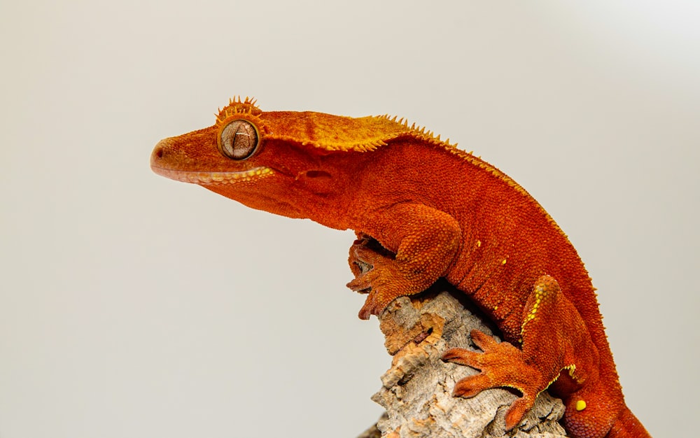 an orange lizard sitting on top of a rock
