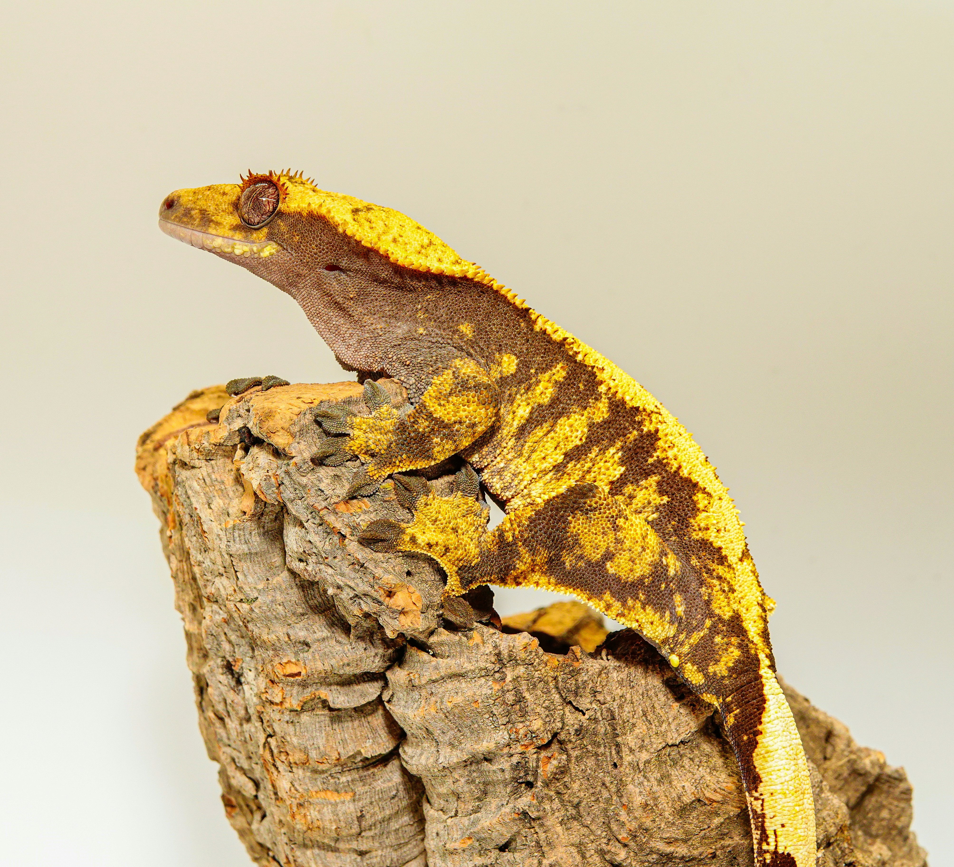 A yellow and brown gecko sitting on top of a rock photo – Free Brooklyn ...