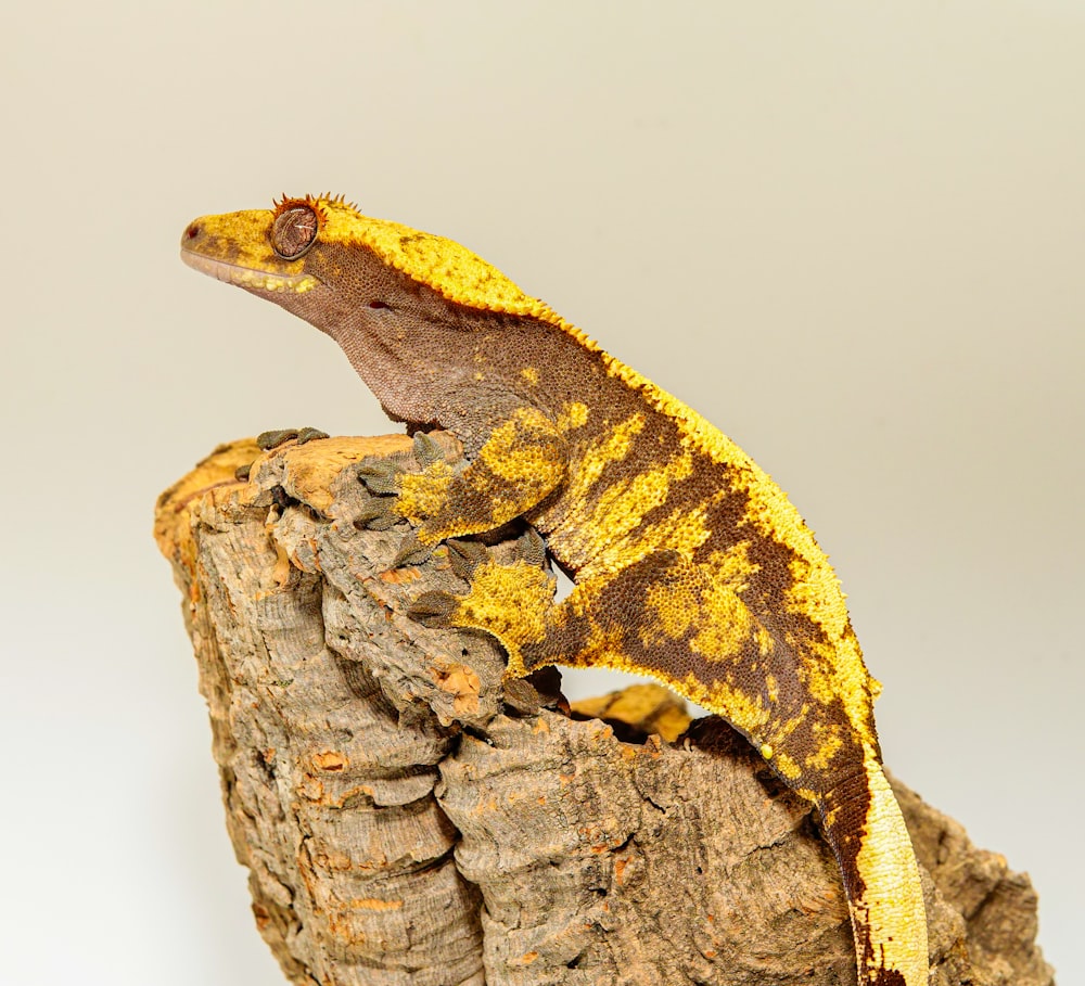 a yellow and brown gecko sitting on top of a rock