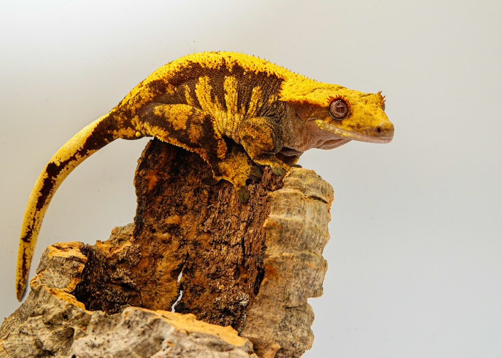 a yellow and brown gecko sitting on top of a rock