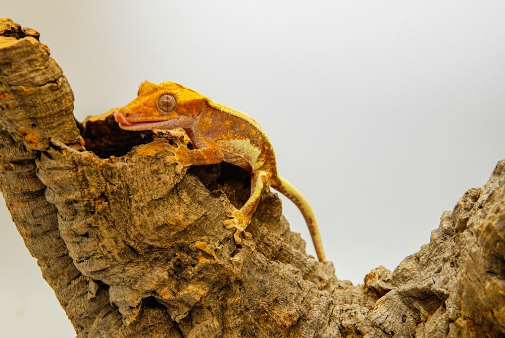 a yellow and brown lizard sitting on top of a tree branch