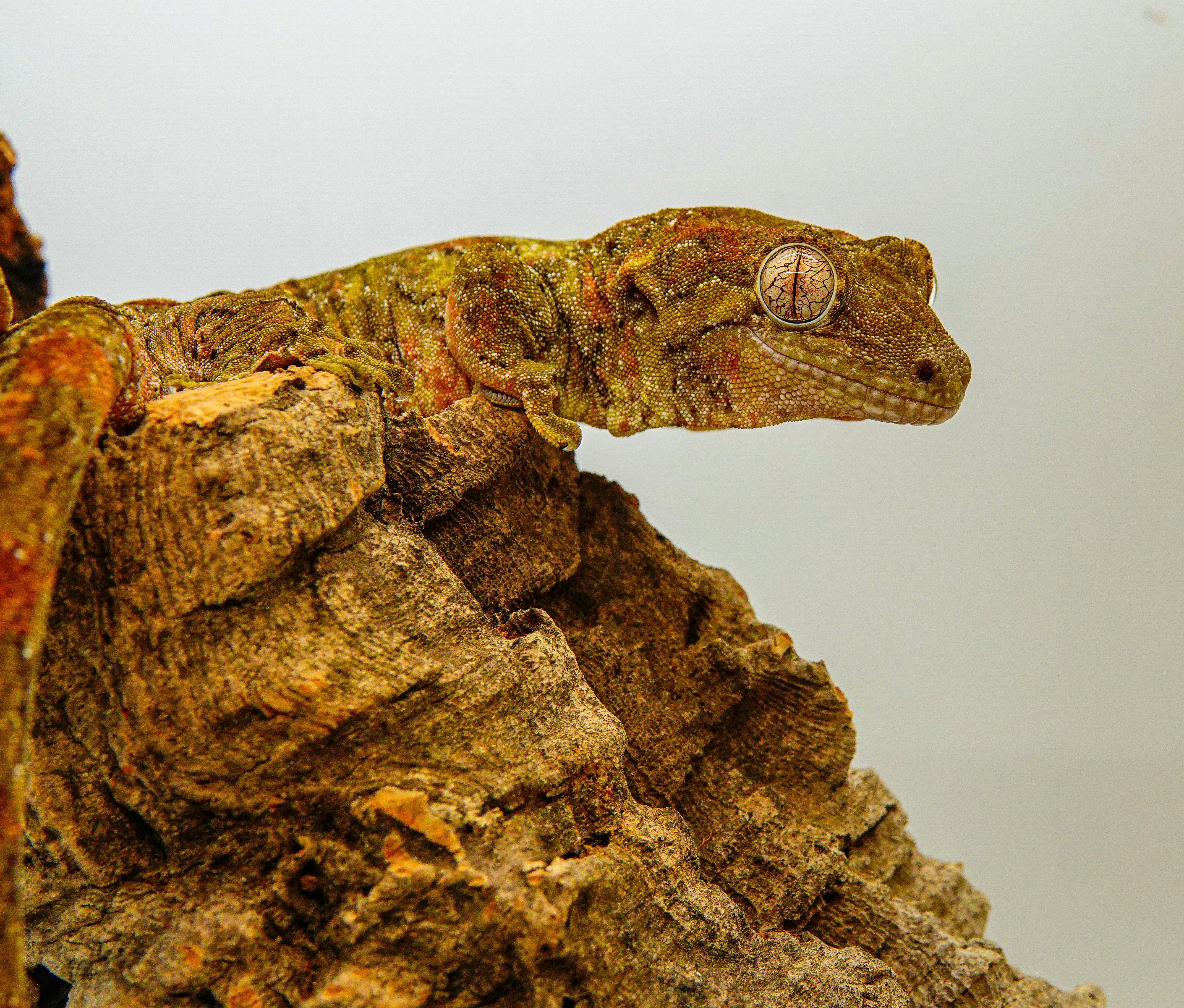 a close up of a lizard on a rock