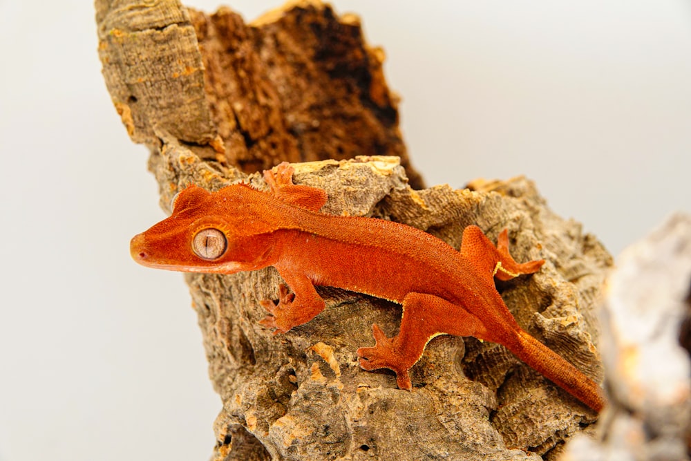 a red gecko sitting on top of a tree stump