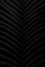 a black and white photo of a leaf