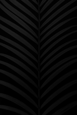 a black and white photo of a leaf