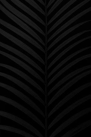 Intricate, black palm leaf patterns create a symmetrical and minimalist design, emphasizing simplicity and elegance in natural forms.