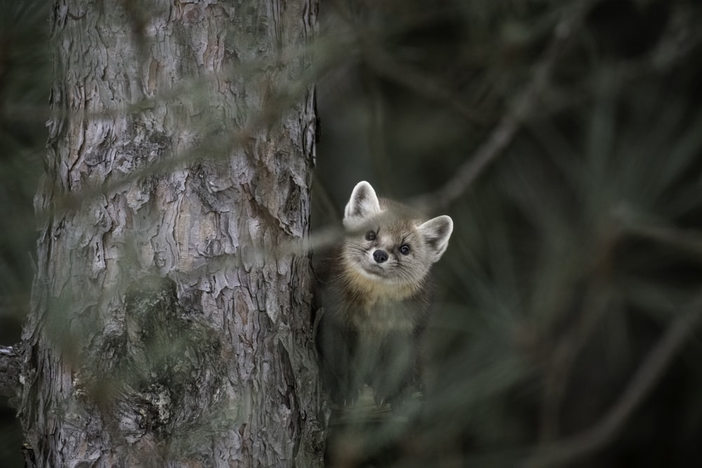 a small animal peeking out from behind a tree