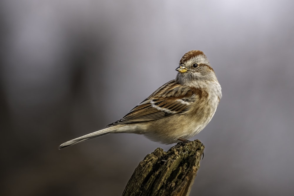 a small bird sitting on top of a wooden post