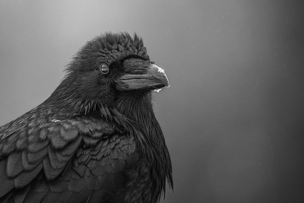 a black and white photo of a black bird