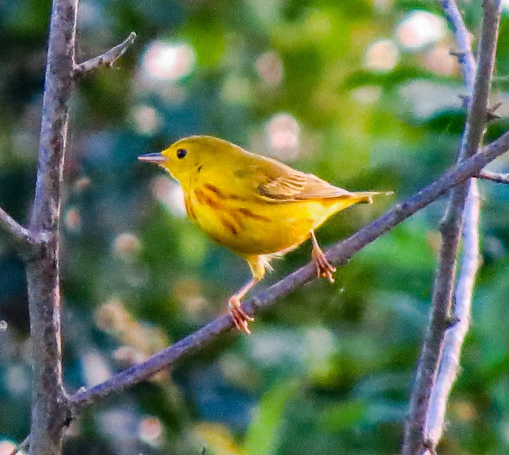 a small yellow bird perched on a tree branch