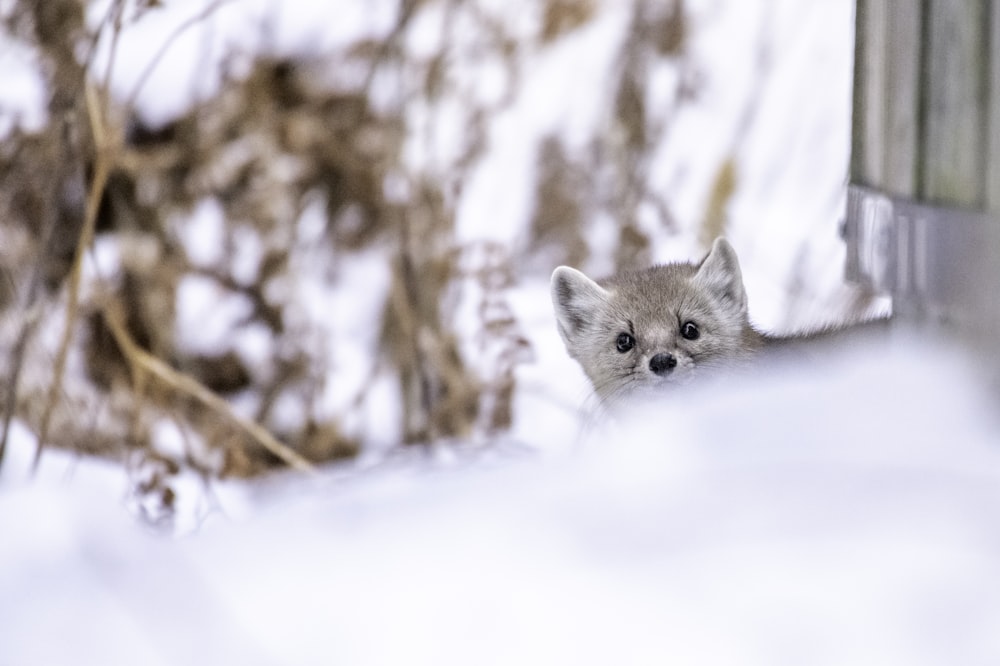 a baby fox peeking out of a window in the snow