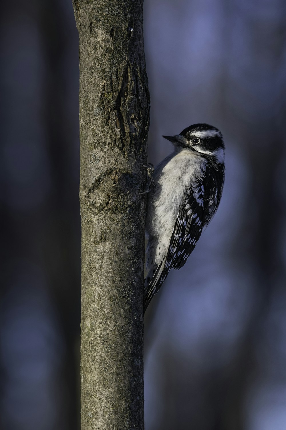 a black and white bird perched on a tree