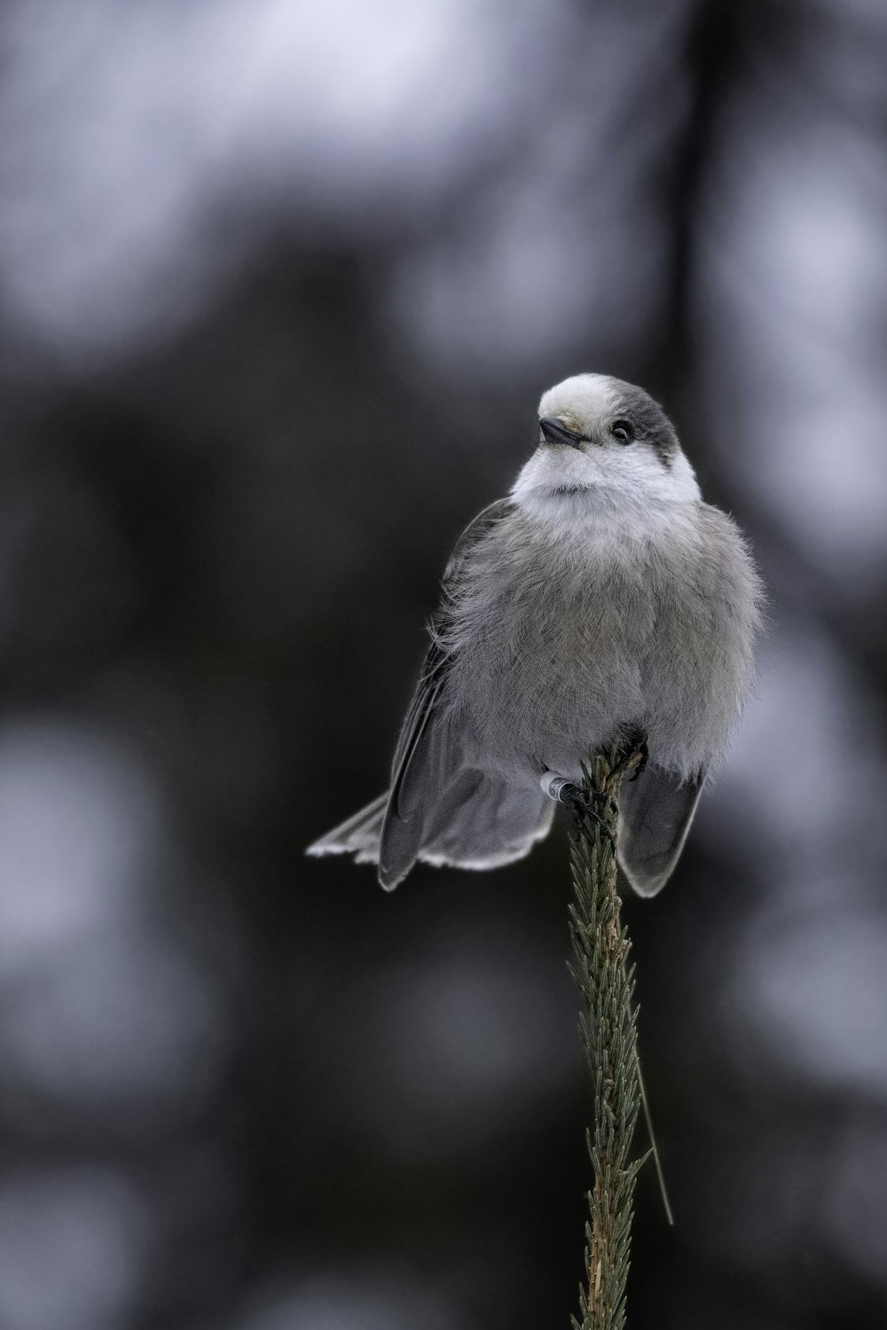 a small bird perched on top of a tree branch